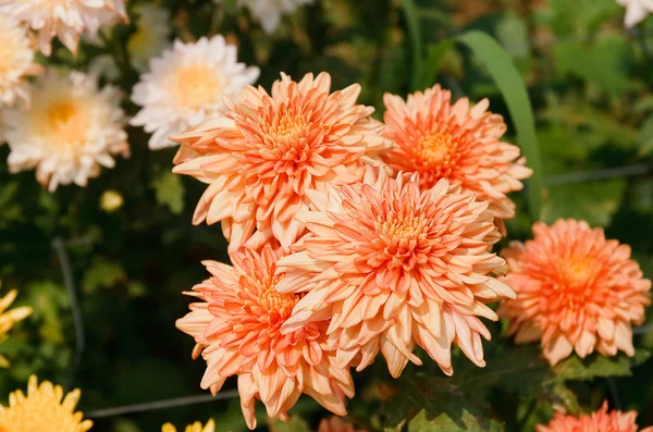 A bela de flores de crisântemo — Fotografia de Stock