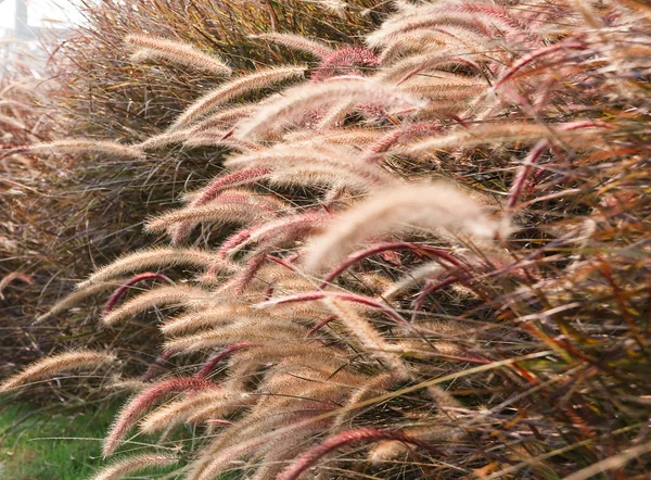 Plumas de hierba — Foto de Stock