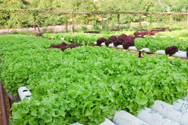 Field of fresh and tasty salad/lettuce plantation clipart