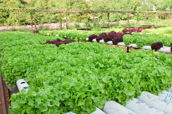 Поле свіжої та смачної плантації салату/листівки — стокове фото