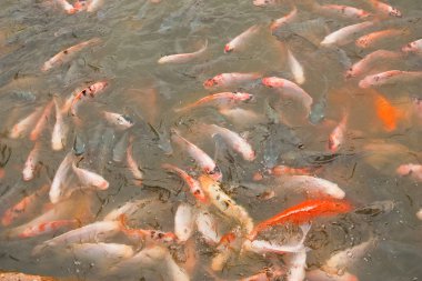 renkli koi bir okul beslenme çılgınlığı yüzeylerde carps