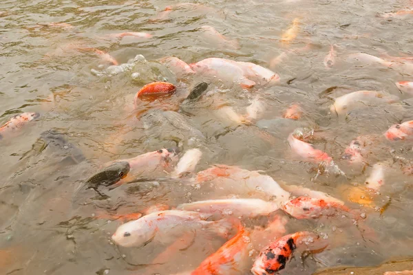 カラフルな鯉の学校フナ給餌狂乱の表面 — ストック写真