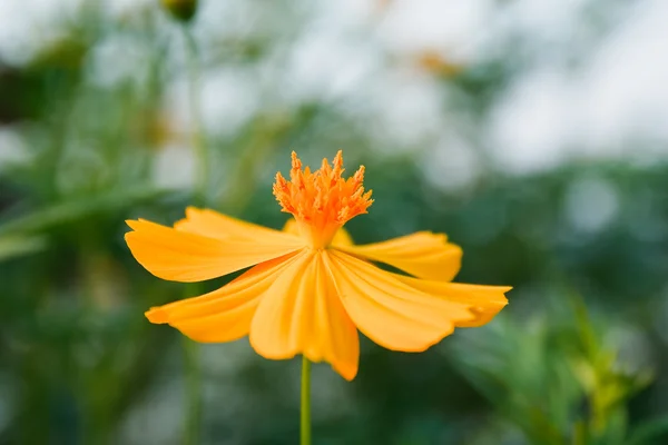 Fiore del Cosmo giallo — Foto Stock