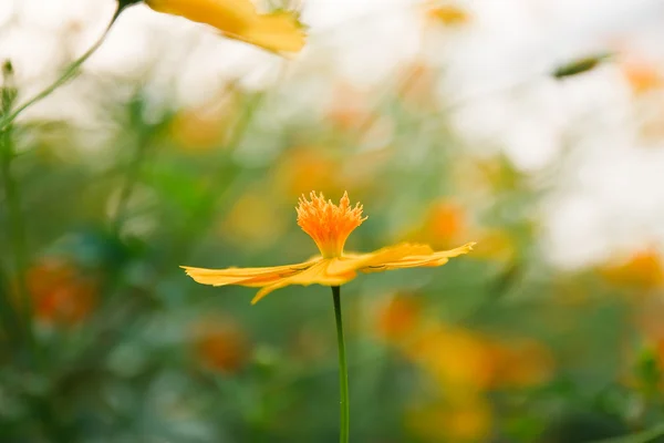 Cosmos κίτρινο λουλούδι — Φωτογραφία Αρχείου