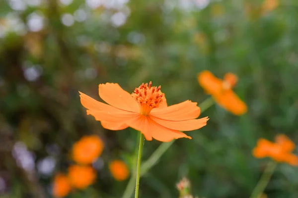 Gele kosmos bloem — Stockfoto