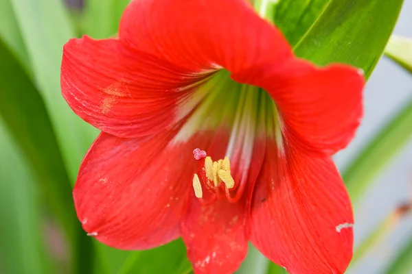 Квітка hippeastrum . — стокове фото