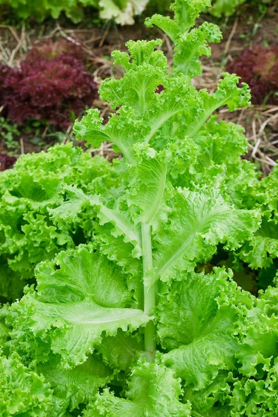 Field of fresh and tasty salad/lettuce plantation — Stock Photo, Image
