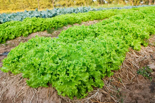 Champ de salade fraîche et savoureuse / plantation de laitue — Photo