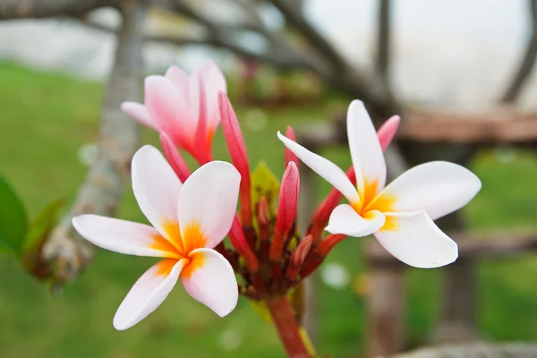 Tropische bloem, leelavadee — Stockfoto