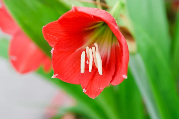Hippeastrum-Blume. — Stockfoto