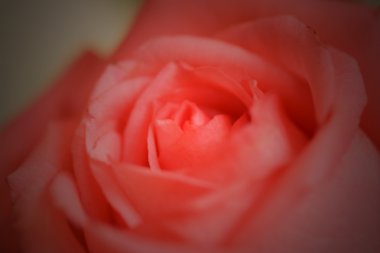 çiçeği pembe güller