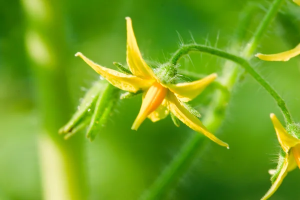 Flores de tomate . —  Fotos de Stock