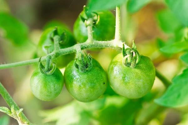 Gros plan sur les tomates fraîches encore sur la plante — Photo