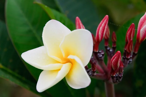 Tropikal çiçek, leelavadee — Stok fotoğraf
