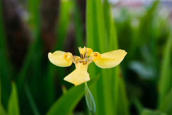 Thai orchid — Stock Photo, Image