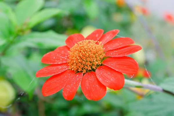 Marigold red in the garden — Stock Photo, Image