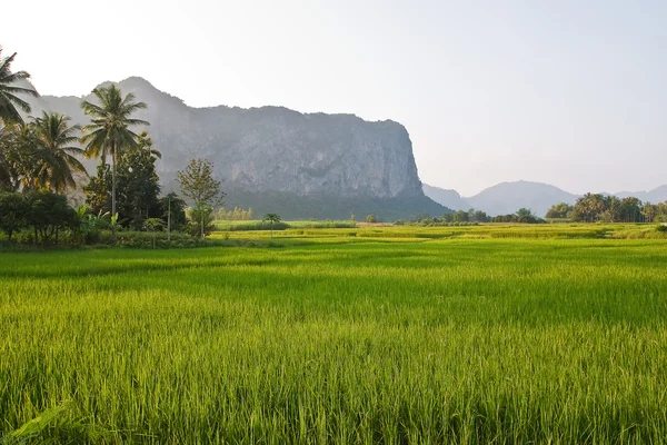 Rizsföldek Thaiföldön — Stock Fotó