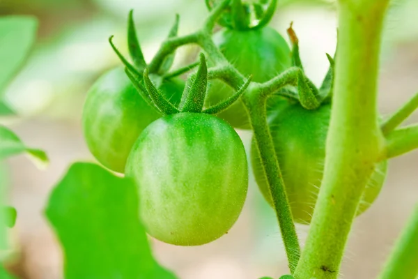 Närbild på färska tomater fortfarande på anläggningen — Stockfoto