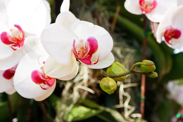 Orchidée dans le jardin à Thaïlande — Photo