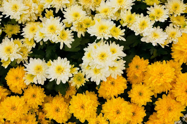 Chryzantéma v zahradě. — Stock fotografie
