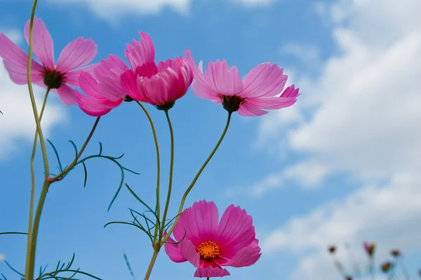 Güzel Çiçekler — Stok fotoğraf