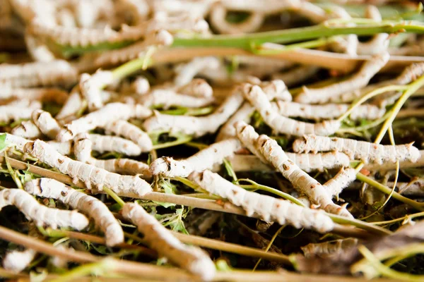 Jedwab robak jedzenie liść morwy zielony — Zdjęcie stockowe