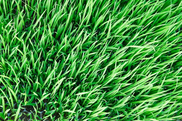 Grüne Sämlinge von Getreidepflanzen auf dem Feld — Stockfoto