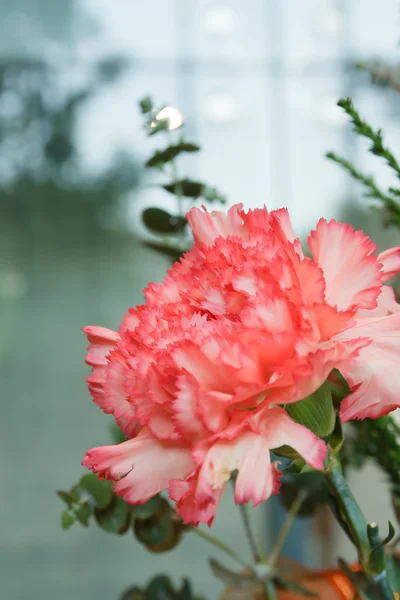 桃花粉玫瑰 — 图库照片
