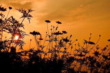 Yellow Cosmos flower clipart