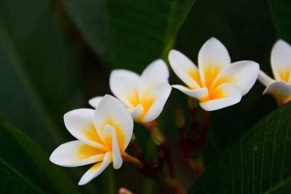 Flor tropical, Leelavadee — Foto de Stock