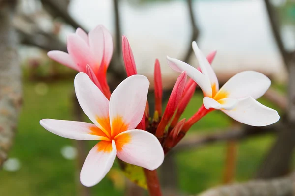 熱帯の花、リーラヴァディー — ストック写真