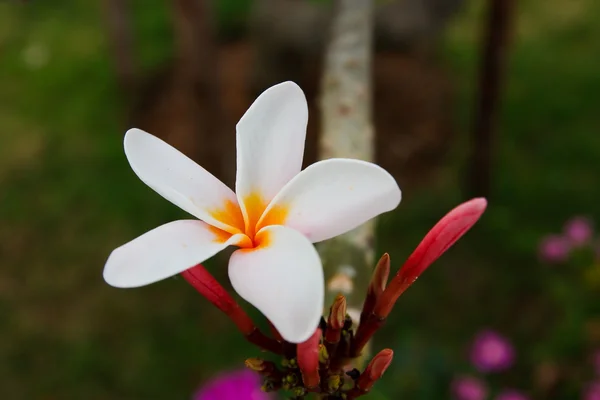 Tropikalny kwiat, leelavadee — Zdjęcie stockowe