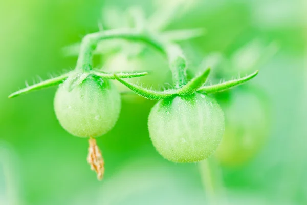 Nahaufnahme von frischen Tomaten, die noch auf der Pflanze sind — Stockfoto