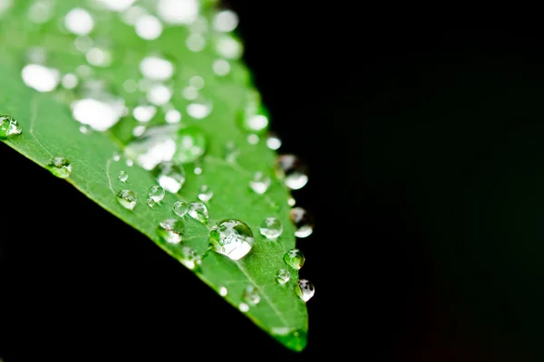 Frischwassertröpfchen auf Blättern dicht wie nach Regen — Stockfoto