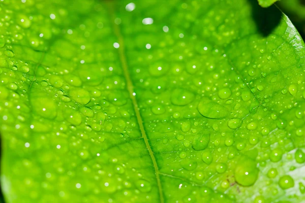 Капли пресной воды на листьях закрываются, как после дождя. — стоковое фото
