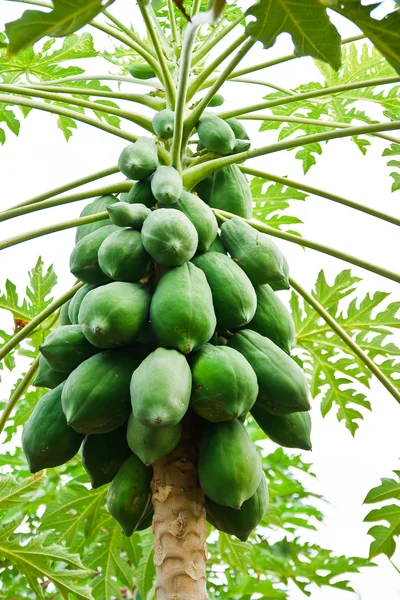 Manojo de papayas colgando del árbol —  Fotos de Stock