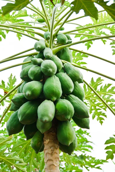 Massa papaya hängande från trädet — Stockfoto