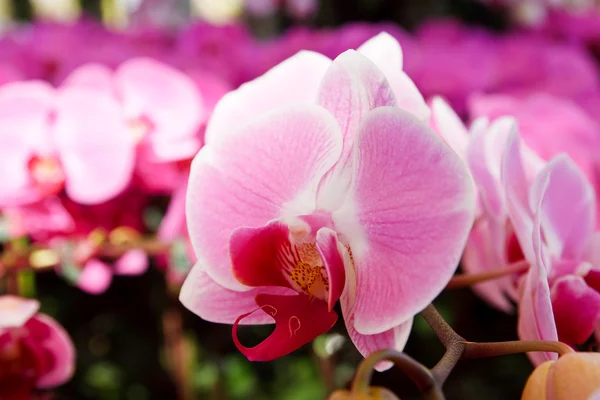 Orchidee im Garten auf thailand — Stockfoto