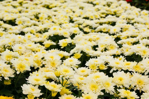 White marigolds — Stock Photo, Image
