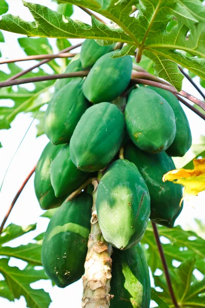 Massa papaya hängande från trädet — Stockfoto