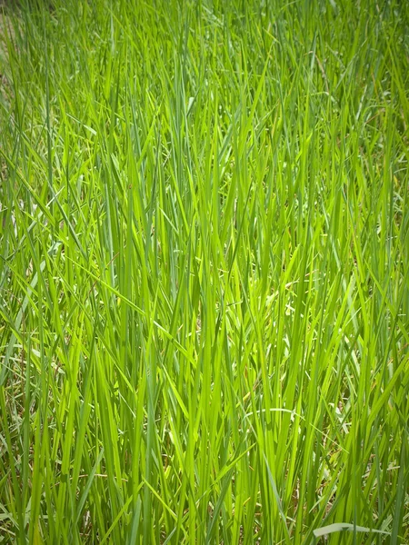 Arroz paddy — Fotografia de Stock