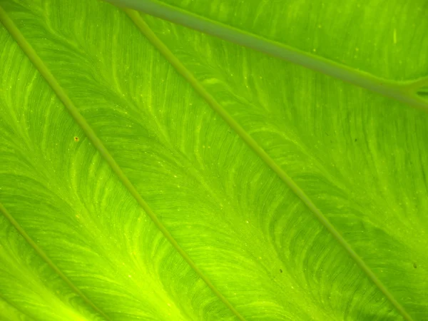 Grünes Blatt — Stockfoto