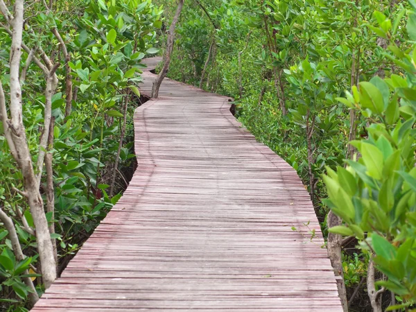 Via delle mangrovie — Foto Stock