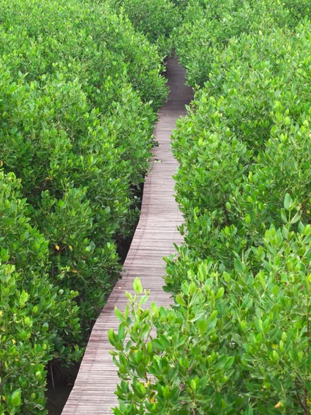 Mangrove manier — Stockfoto