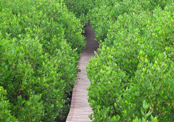 Mangrowe sposób — Zdjęcie stockowe