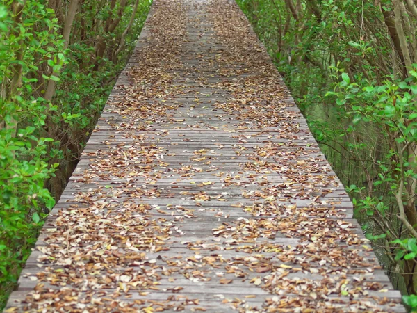 Camino del manglar — Foto de Stock