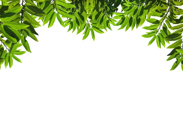 Gröna blad — Stockfoto