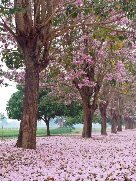 Růžový trubka strom — Stock fotografie
