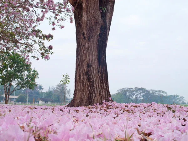 Růžový trubka strom — Stock fotografie