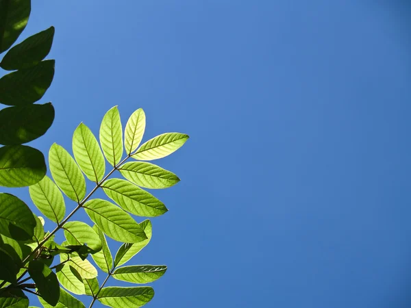 Зеленая листва — стоковое фото